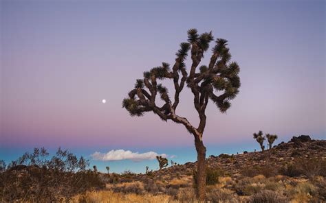 Free Download Joshua Tree National Park Desert Plains Fields Trees