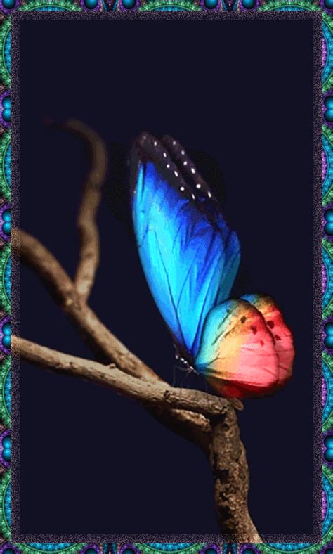 Pin By Wanda Riggan On НАСЕКОМЫЕ Butterfly Wallpaper Backgrounds