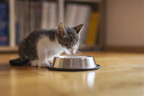 Cat Licking Milk From A Bowl Stock Image Image Of Domestic Mammal
