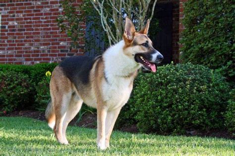 Blue Panda German Shepherd History Characteristics And More Dogcrunch