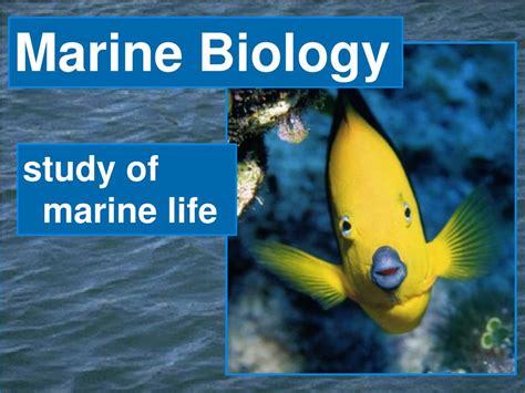 Ppt Marine Biology Powerpoint Presentation Free Download Id1004345