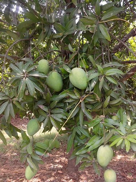 Banganapalli Mango Plantபங்கனப்பள்ளி Tof Gardens