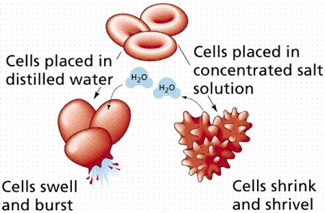 A hypertonic solution contains a higher concentration of solutes compared to another solution. Section A: Cell transport
