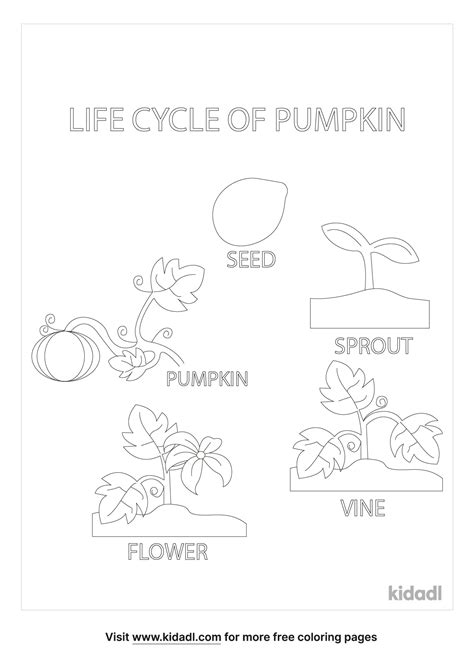 Free Coloring Pages Plant Life Cycle