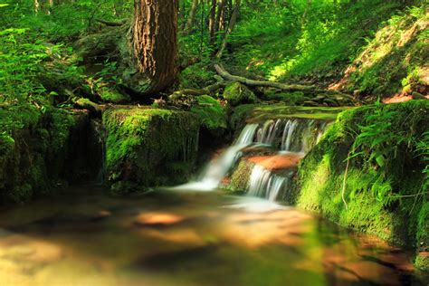 Images Gratuites Paysage Arbre Eau La Nature Cascade Ruisseau