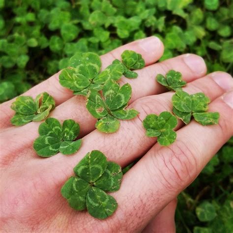 I Hunt For Four Leaf Clovers Heres A Few I Found In A Small Patch Pics