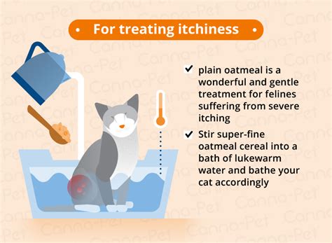 How To Treat Cat Skin Condition Cats Ghy