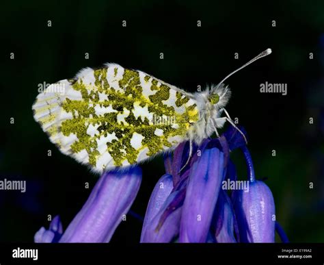 Orange Tip Butterfly Anthocharis Cardamines On Bluebell Scilla Non