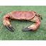 Edible Crabs  Cancer Pagurus – The Tina Louise