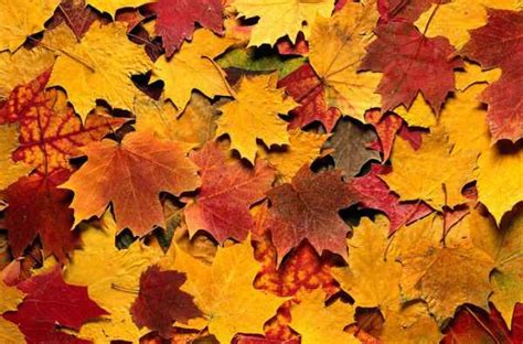 Осенние листья картинки цветные - Картинки и шаблоны осенних листьев ...