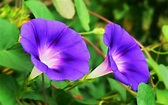 Morning glory Plant Care Tips: growing, planting, cutting, pruning ...