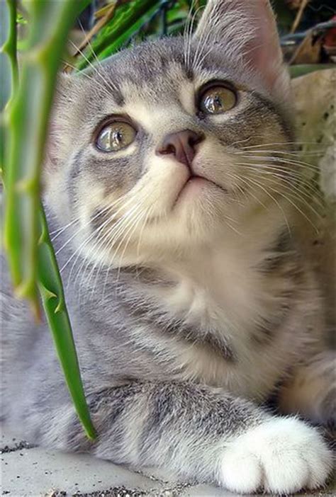 心癒される可愛い猫（画像厳選200選・動画集） Ailovei
