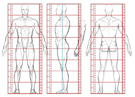 Human Male Turnaround Proportionsanatomy Turnaround View Anatomy