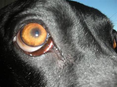 The Whites Of My Dogs Eyes Are Swollen Extraocular Myositis In Dogs