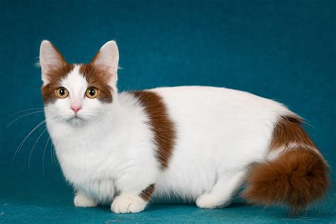 Munchkin Cat Breed Info Pictures Temperament And Traits Pet Keen