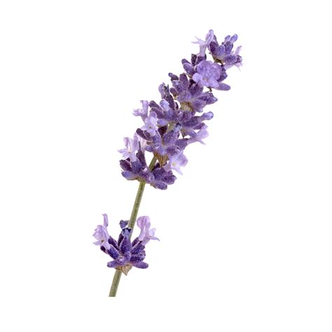 Transparent Background Lavender Flower Png Download T
