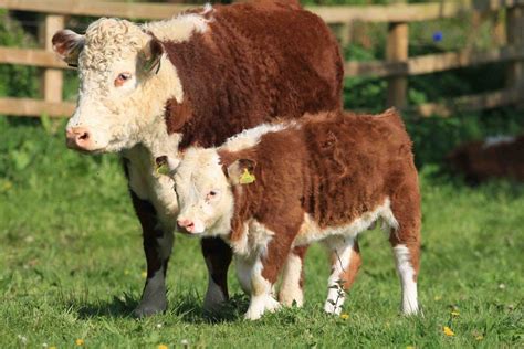 Miniature Hereford | Barnyard- Cattle | Miniature cow breeds, Hereford