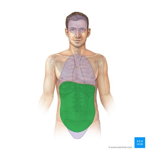 The region of the trunk that lies between the diaphragm above the pelvic inlet below is referred to as abdomen that is divided into nine regions by two vertical and two horizontal lines. Abdomen and pelvis: structure and function | Kenhub