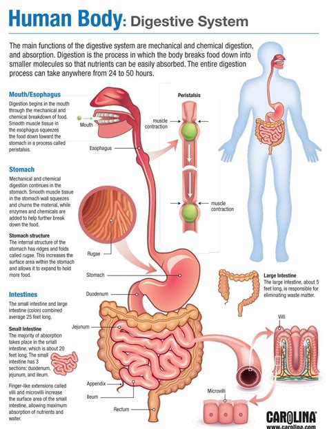 Infographic Human Body Endocrine System Digestive System Anatomy