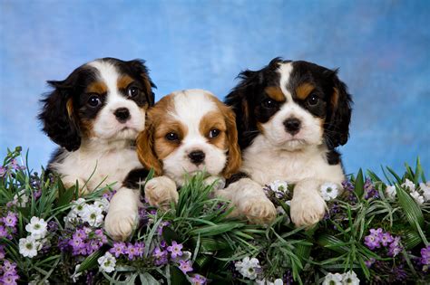 All the Information about you need about Baby Puppies! - Furry Babies