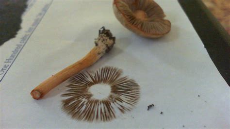 Id Request Spore Print Mushroom Hunting And Identification