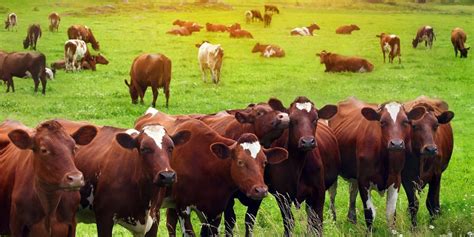 Beef Cattle Ranching And Farming Sop Manual Sop 251