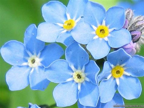 Blue Flowers Images Blue Flower Wallpaper Blue Flowers