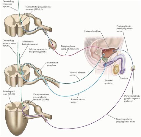 Autonomic Regulation Of The Bladder Neuroscience Ncbi Bookshelf