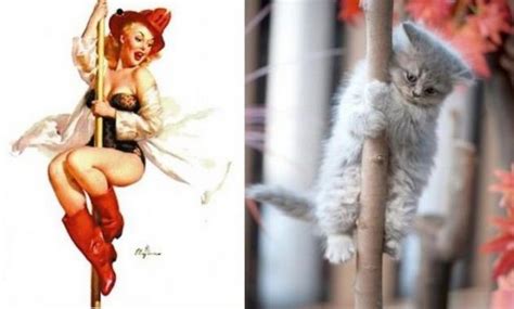 Top 10 Sexy Cats That Look Like 60s Pin Up Girls Top 10 Of Anything And Everything