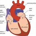 On Heart - Kardiohirurgija.rs