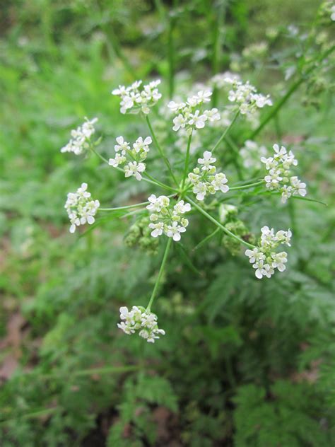 Blooming Cow Parsley Free Image Download