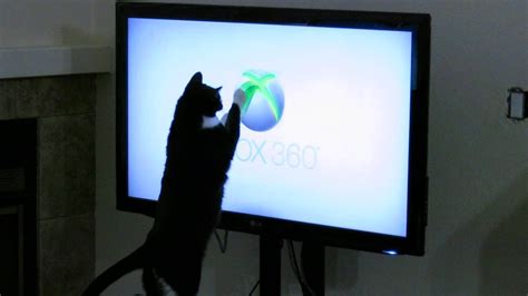 Cat Attacks Xbox 360 Logo Youtube