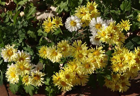 Powell Gardens Blog Flowers That Defy Jack Frost