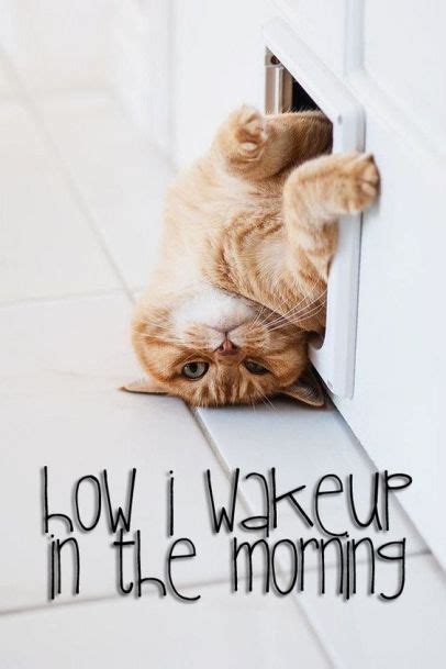 Lazy Cat Meme On Wednesday Wednesday Hump Day Wednesday Coffee Happy