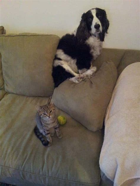 Funny Pictures Of Dogs Scared Of Cats