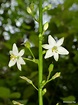 Phalangium latifolium? Liliaceae - a photo on Flickriver