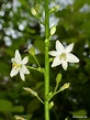 Phalangium latifolium? Liliaceae - a photo on Flickriver