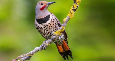 Northern Flickers Are Large Brown Woodpeckers With A Gentle Expression