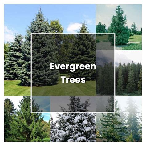 How To Grow Evergreen Trees Plant Care And Tips Norwichgardener