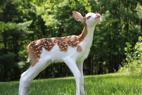 White Faced Fawn Rejected By Mother At Birth Is Given Happy Home At