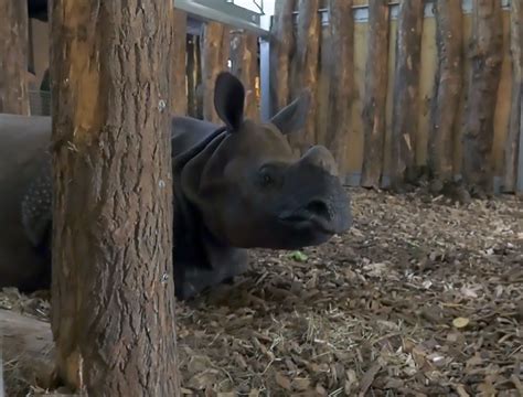 Male Rhino Has 2 Older Gfs To Teach Him How To Have Sex Viraltab