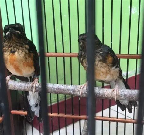 Komunitas Burung Kicau Mania Indonesia