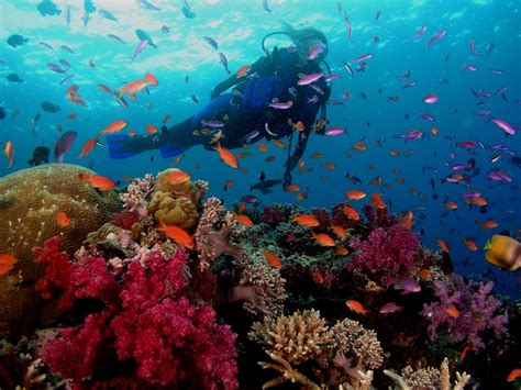 Scuba Diving Diver Ocean Sea Underwater Fish Wallpaper 2560x1920
