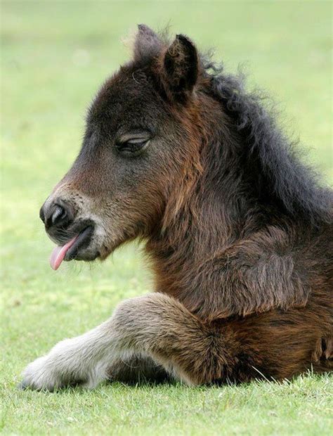 20 Mini Horses You Dont Want Your Kids To See Baby Horses Horses