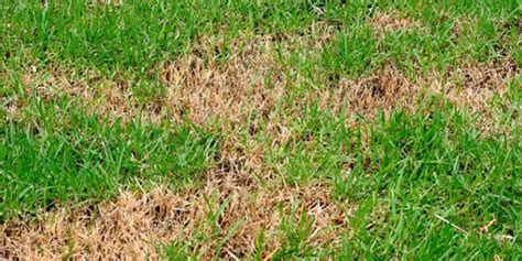 Lawn Grubs Causing Brown Spots Adams Pest Control