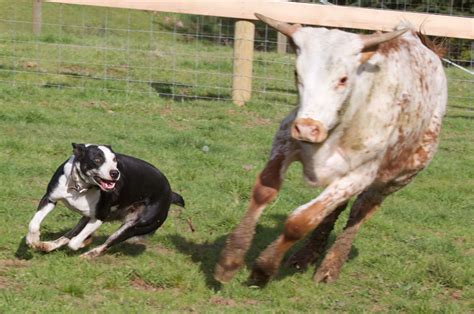 Pierces Cow Dogs Training Your Dog