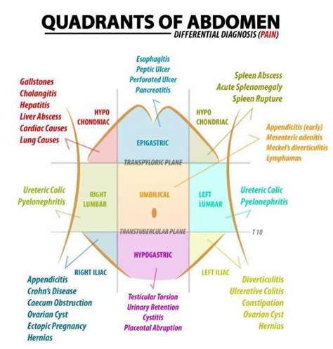 Anatomy body quadrants abdominal cavity quadrants abdominal cavity chart human. How To Do "Abdominal Examination" - Study Group - www ...