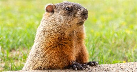 Hi/low, realfeel®, precip, radar, & everything you need to be ready for the day, commute, and weekend! PETA calls for Punxsutawney Phil to be retired, replaced ...