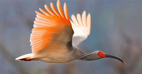 A Collection Of Interesting Stuff Most Beautiful And Rarest Birds In