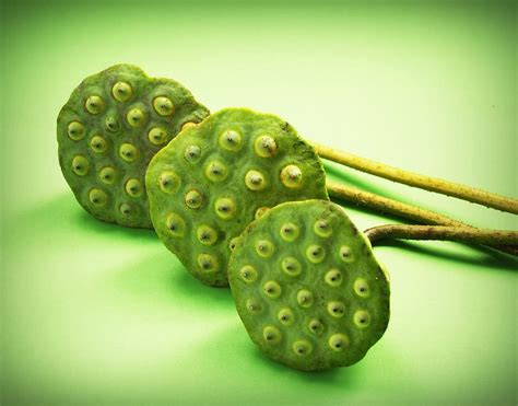 Hd Wallpaper Lotus Seed Flower Leaf Pod Indian Closeup Isolated Produce Wallpaper Flare